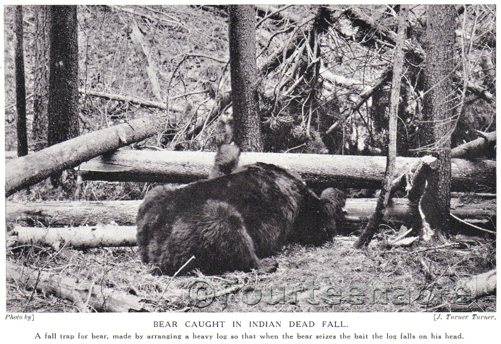 Vintage Traps | Bear caught in an Native American Deadfall TrapVintage Traps
