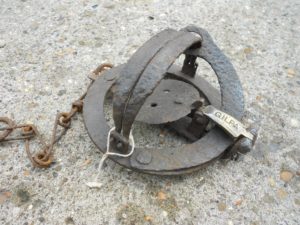 SOLD 5" Smooth jaw GILPA pole trap  (3064)